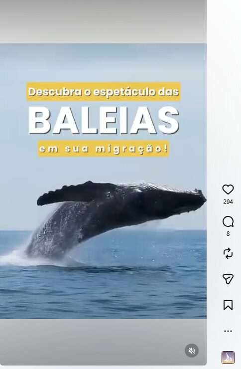 Reels com baleia-jubarte que a Fizzing produziu para a DDRio